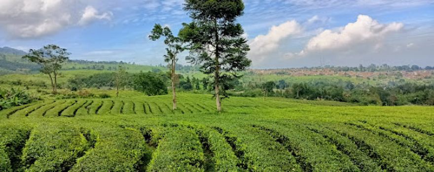 Ciater Cagak Wisata Kebun Teh