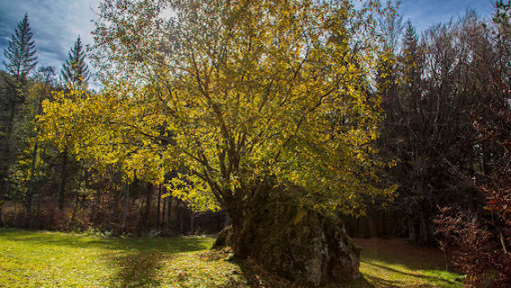 Seggiovia Rocca d'Aveto - Prato Cipolla