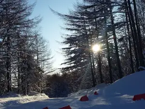 "Лесной"