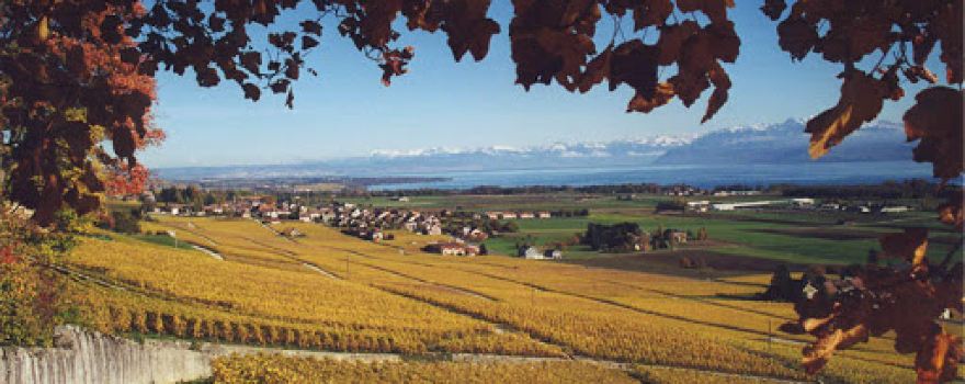 Cave Du Treyblanc