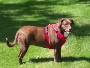 Penny's Memorial Dog Park