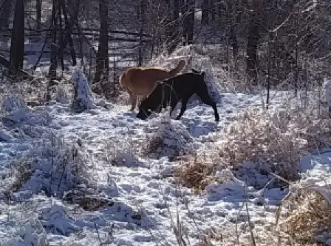 Stevens Point Dog Park