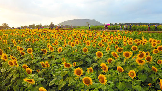 Sunflowers Hill