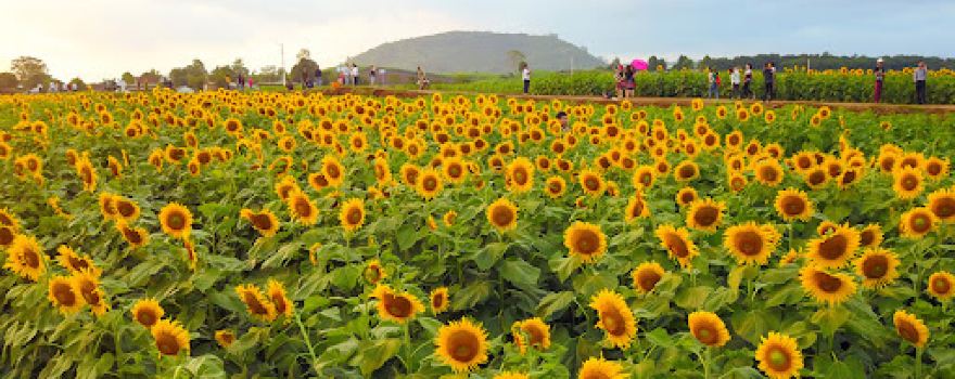 Sunflowers Hill