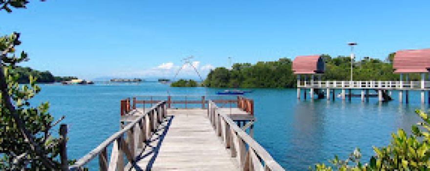 HUTAN MANGROVE PARE MAS