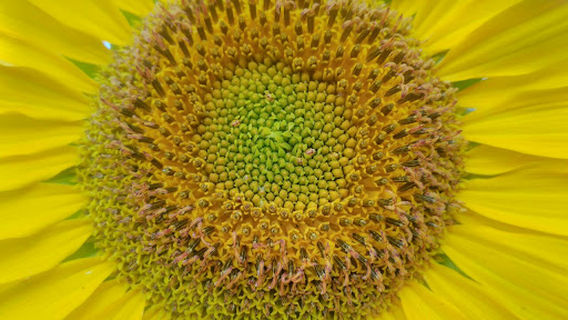 Tree of Life Eco-tourism Campground Shashemene Ethiopia