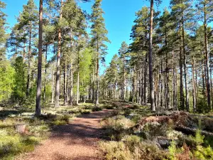 Spilhammars Camping