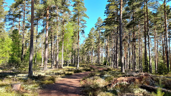 Spilhammars Camping