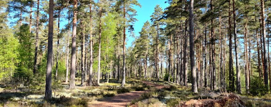 Spilhammars Camping