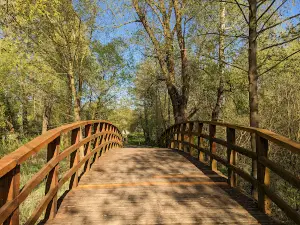 Plaża Zalesie