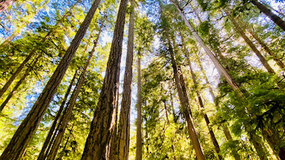 Marymere Falls Trailhead