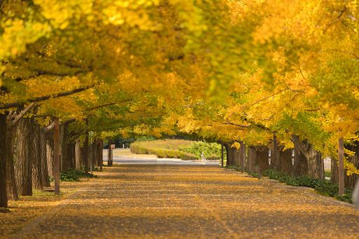 Compare 5 airports near Tachikawa