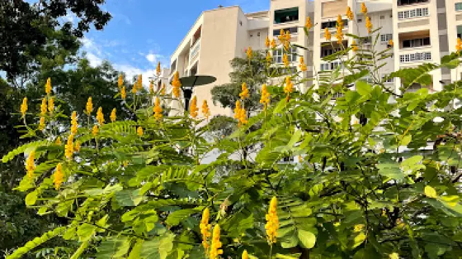 淡濱尼尚育蝴蝶花園