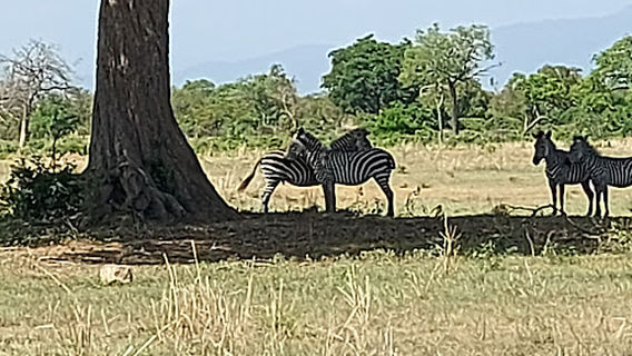 Mikumi Maasai Boma Cultural Group