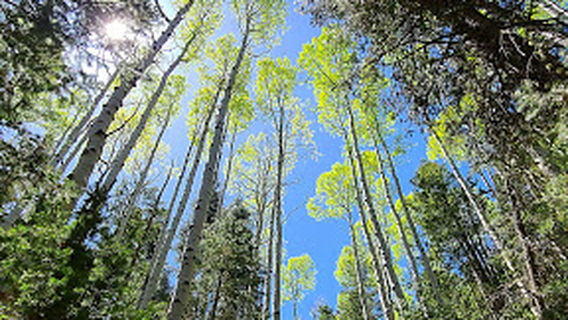 Bill Williams Mountain