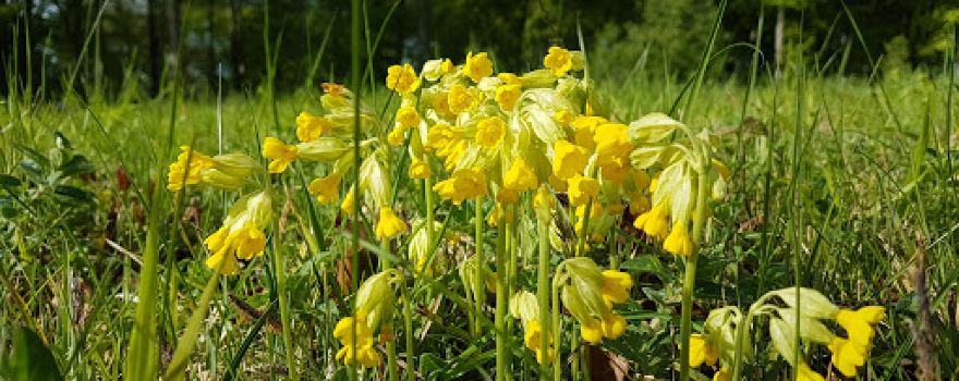 Bedford Purlieus National Nature Reserve