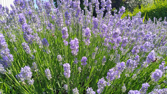 Levendula Ház Látogatóközpont