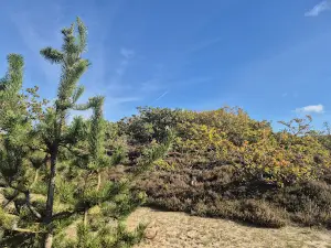 Blåbjerg Klitplantage – MTB