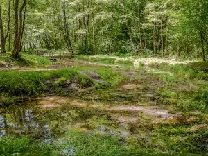 Pomnik przyrody ”źródliska w Łanach"