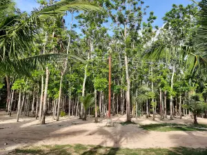 Angelica Paradise Beach and Resort