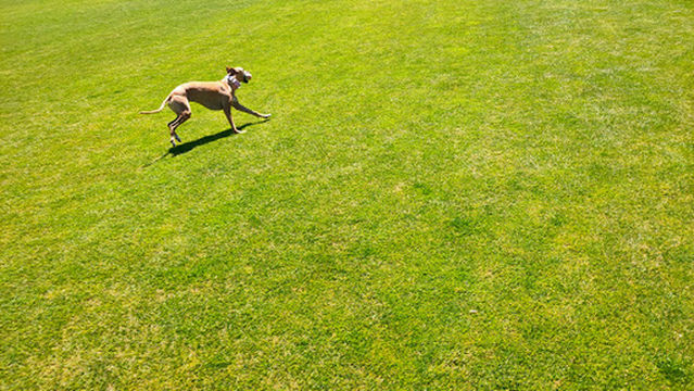 South Hobart Playground