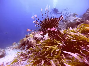 Pole Pole Divers
