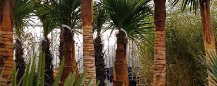 Rachael's Plant Outlet