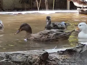 Astara Bird Park