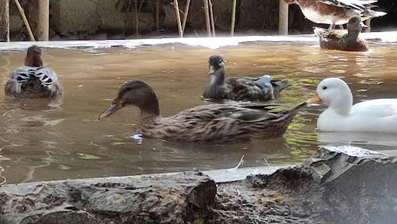 Astara Bird Park