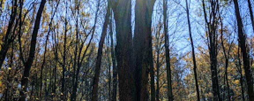 Bradley Nature Park