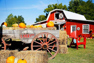 Pumpkin Patch Farms