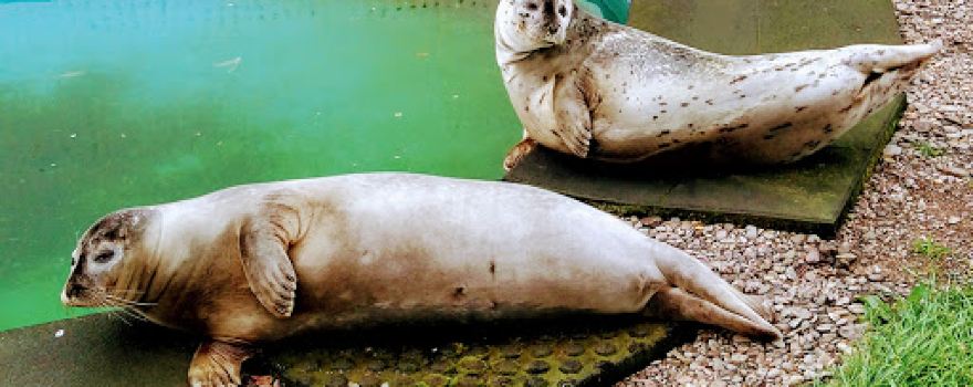 Beautiful Seals