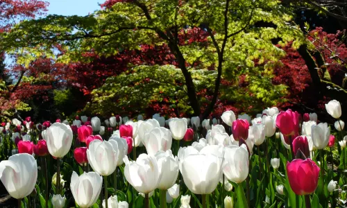 VanDusen Botanical Garden