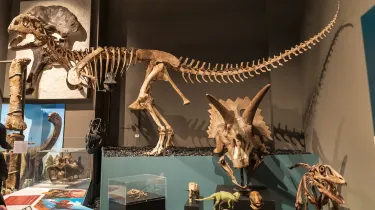 University of Michigan Museum of Natural History