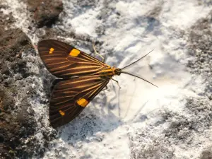 Turvo State Park