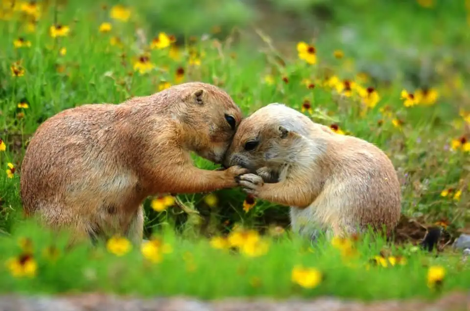 3_Wichita Mountains Wildlife Refuge