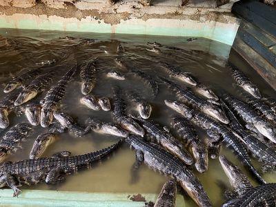 Insta-Gator Ranch & Hatchery