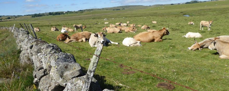 L Aubrac