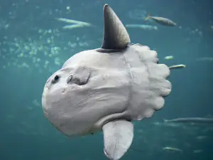 The North Sea Oceanarium