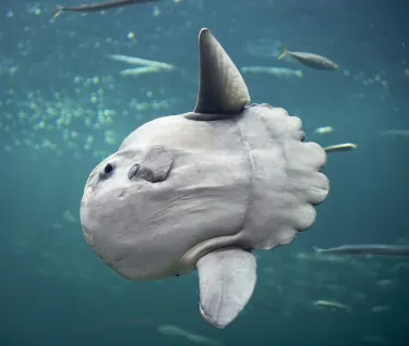 The North Sea Oceanarium