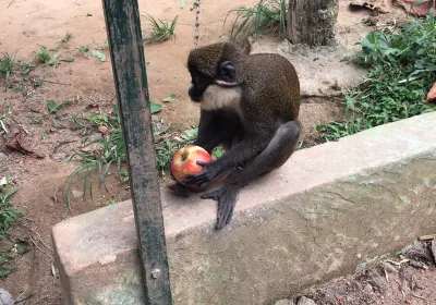 Monkey Forest Resort
