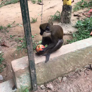 Monkey Forest Resort