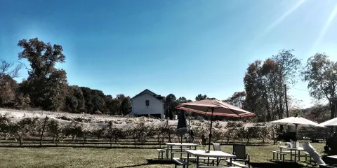 Ventimigilia Vineyard