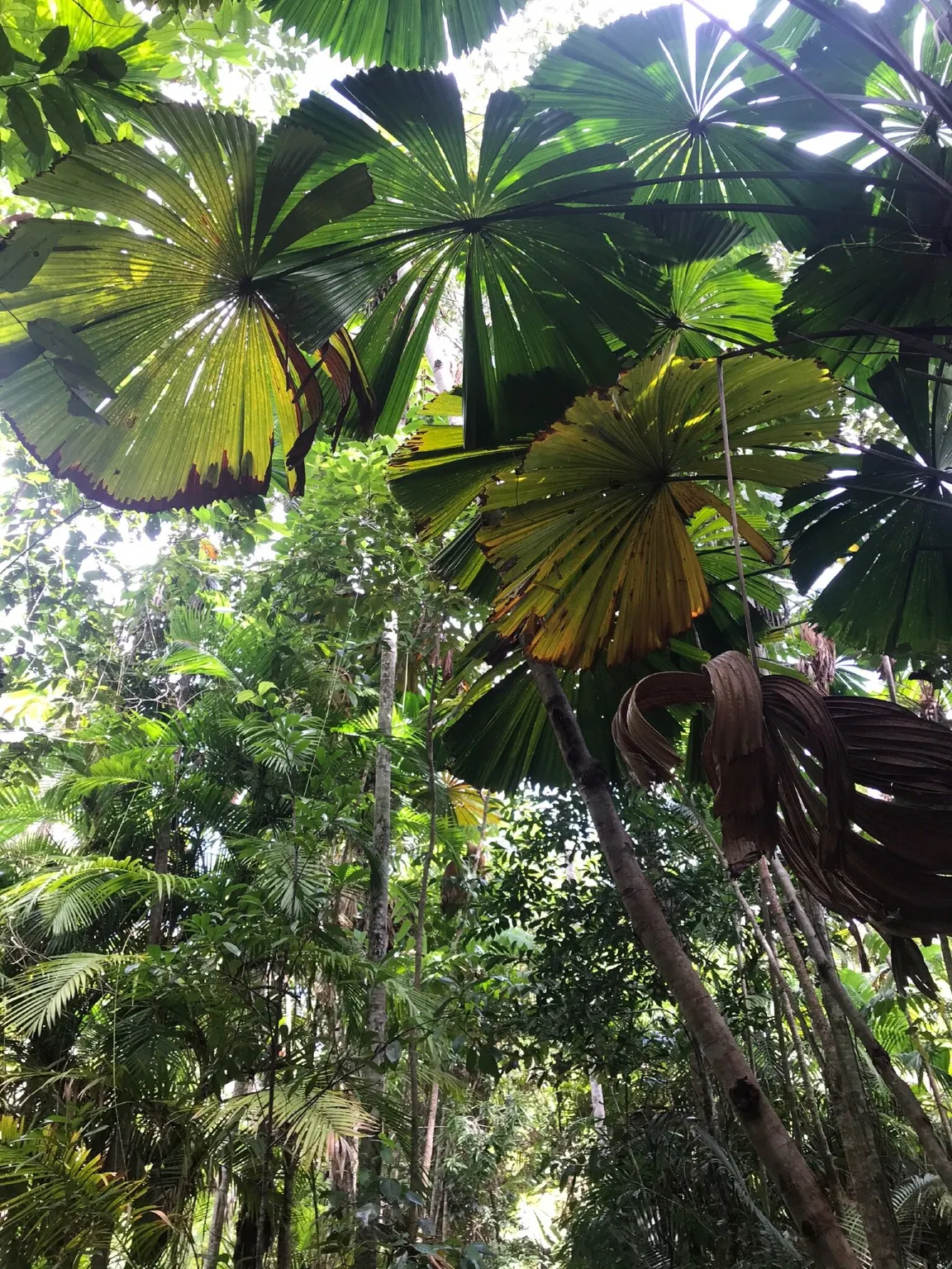 Djiru National Park
