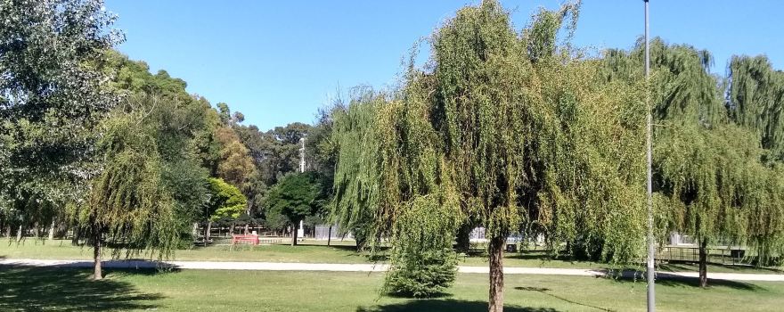 Saavedra