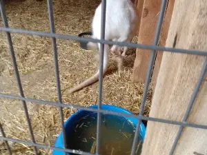 Appleberry Orchard