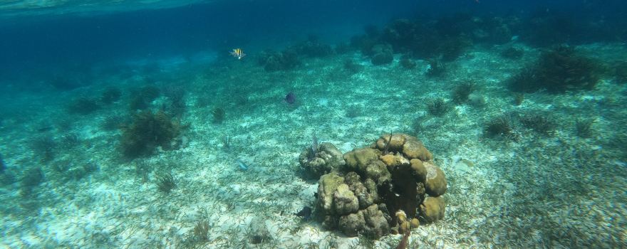 Scuba Daze Belize