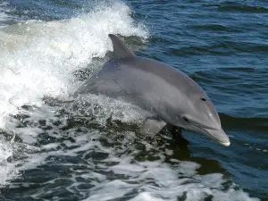 Anna Maria Island Dolphin Tours