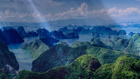 Blue Swimmer Sailing