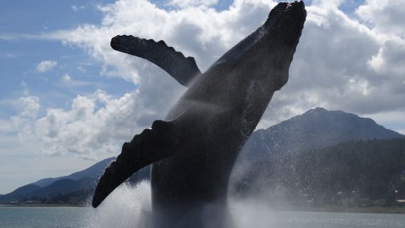 The Whale Project